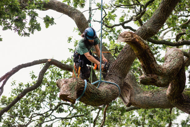 Best Storm Damage Tree Cleanup  in Hubbard, OH