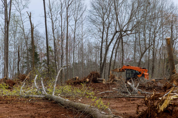 Best Tree Mulching  in Hubbard, OH