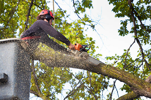 Best Fruit Tree Pruning  in Hubbard, OH