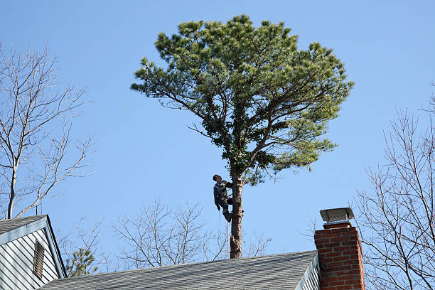 Trusted Hubbard, OH Tree Services Experts