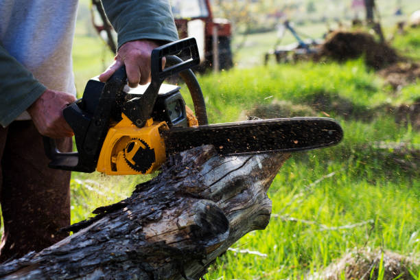 How Our Tree Care Process Works  in  Hubbard, OH