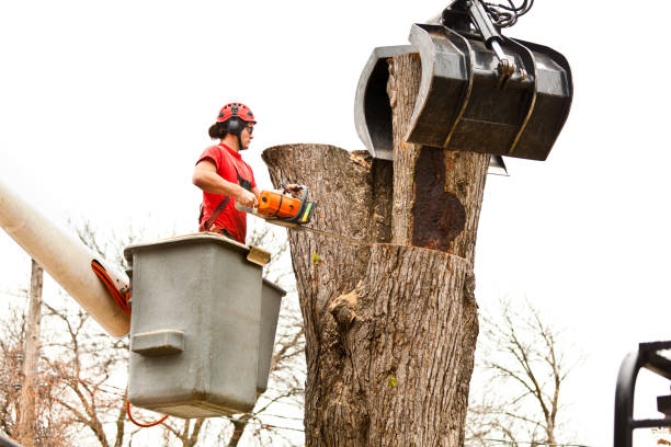 Best Tree Maintenance Programs  in Hubbard, OH